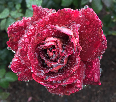 Beautiful Dewey Red Rose at Full Bloom