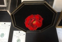 Picture Frame Challenge 2019 NCD Rose Show exhibited by Chris Franco Oh My!