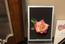 Picture Frame Challenge 2019 NCD Rose Show exhibited by Diane Sommers, Charismatic