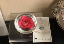 Miniflora Rose in a Bowl Challenge 2019 NCD Rose Show exhibited by Joe & Carrie Bergs Shawn Sease