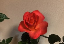 Hybrid Tea Princess 2019 NCD Rose Show exhibited by Doug Amon Ring of Fire