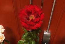 Best Floribunda One Bloom 2019 NCD Rose Show exhibited by Chris & Karen Franco, Oh My!