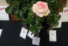 McFarland Challenge Class five hybrid tea roses 2019 NCD Rose Show, John & Judy Schroeder