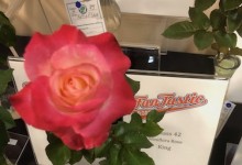 Miniflora King 2019 NCD Rose Show exhibited by Joe & Carrie Bergs, Julie Hearne