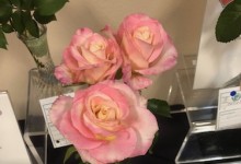 Best Miniflora Spray 2019 NCD Rose Show exhibited by Diane Sommers, Miss Mabel