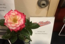 Best Miniflora Open Bloom 2019 NCD Rose Show exhibited by Joe & Carrie Bergs, Shameless