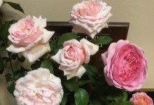 Griffith Buck Challenge Class 2019 NCD Rose Show, Joe & Carrie Bergs 3 shrub roses Eglantyne, Quietness, Princess Alexandra of Kent