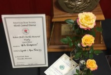 Robert Churilla Challenge Class 2019 NCD Rose Show, Lynda & Ken Fleming 3 stages of bloom, Hello Gorgeous!