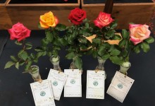 Miniflora Challenge Class 2019 NCD Rose Show, Joe & Carrie Bergs, five minifloras, Mr. Lenard, Mary Pickersgill, Tammy Clemons, Nancy Mae, Fitzhughs Diamond