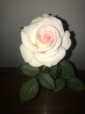 Moonstone, Queen of Greater Milwaukee Rose Society's Virtual Rose Show, exhibited by Jim & Kaye Wessbecher